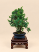 Juniperus chinensis 'Kyushu' - 7 éves fiatal kínai boróka bonsai
