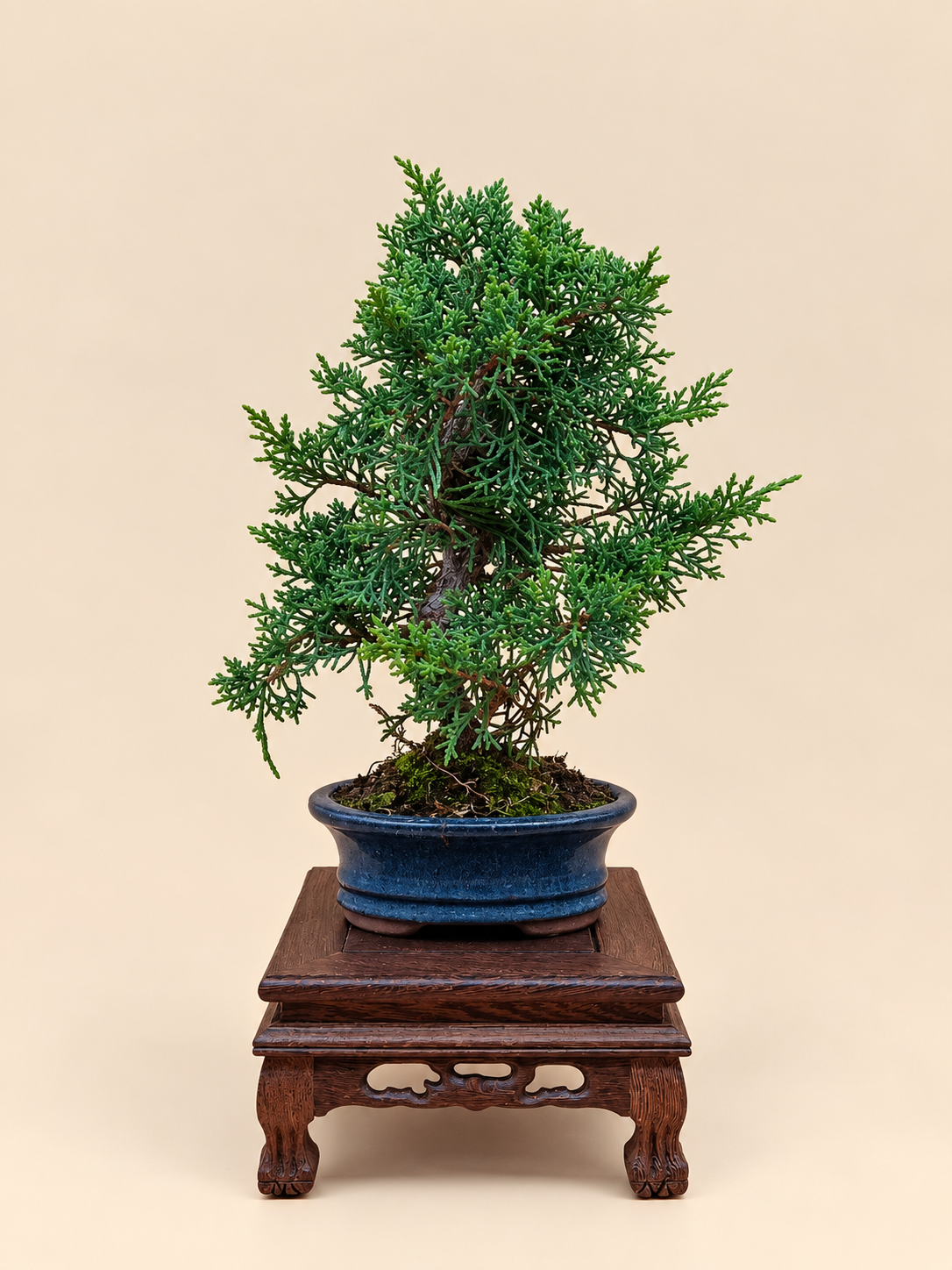 Juniperus chinensis 'Kyushu' - 7 éves fiatal kínai boróka bonsai