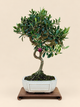 Olea europaea – 9 éves olajfa bonsai