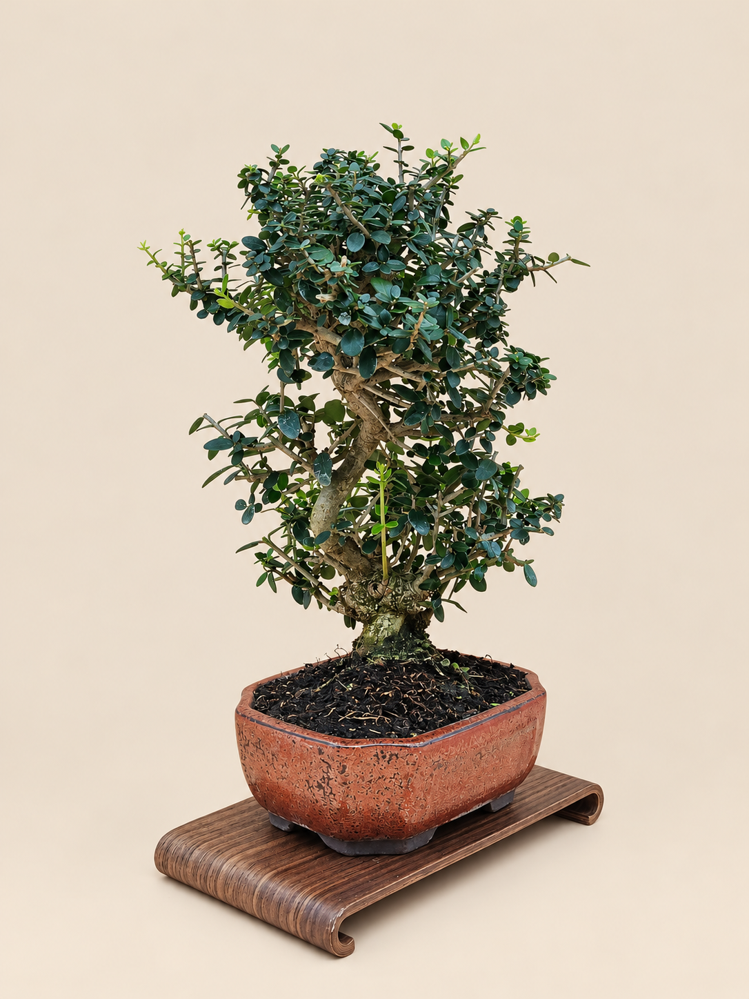 Olea europaea sylvestris – 9 éves vadolajfa bonsai