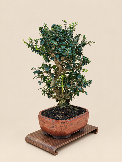 Olea europaea sylvestris – 9 éves vadolajfa bonsai