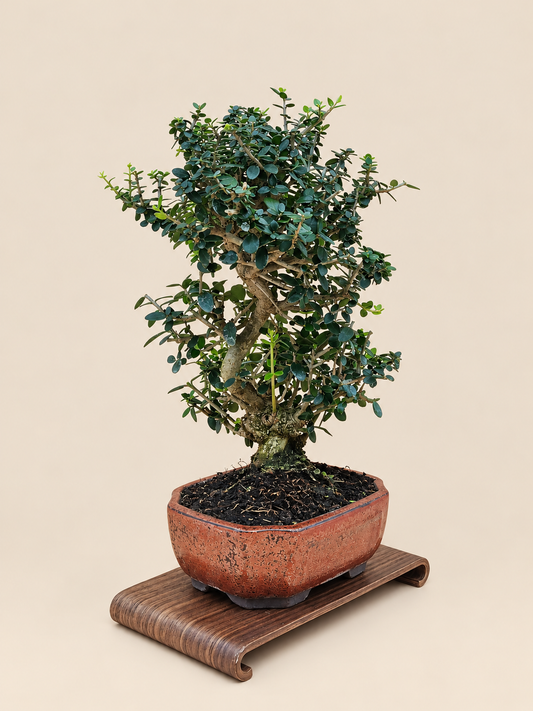 Olea europaea sylvestris – 9 éves vadolajfa bonsai