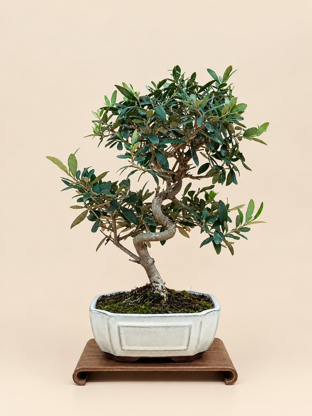 Olea europaea – 9 éves olajfa bonsai