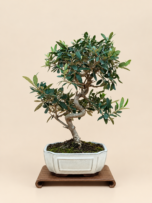 Olea europaea – 9 éves olajfa bonsai