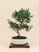 Olea europaea – 9 éves olajfa bonsai