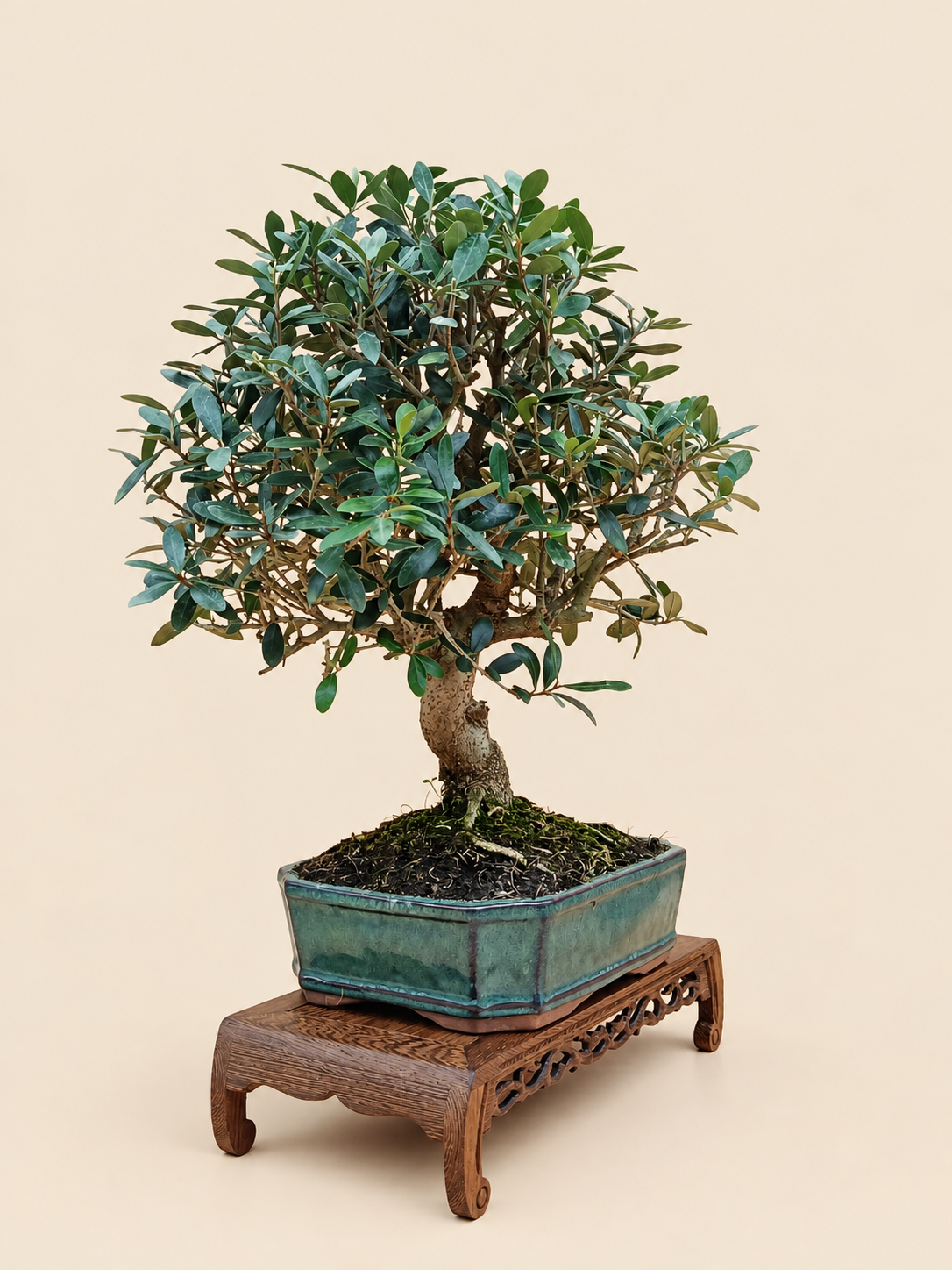 Olea europaea – 10 éves olajfa bonsai