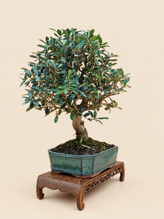 Olea europaea – 10 éves olajfa bonsai