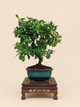 Pyracantha coccinea – 7 éves tűztövis bonsai