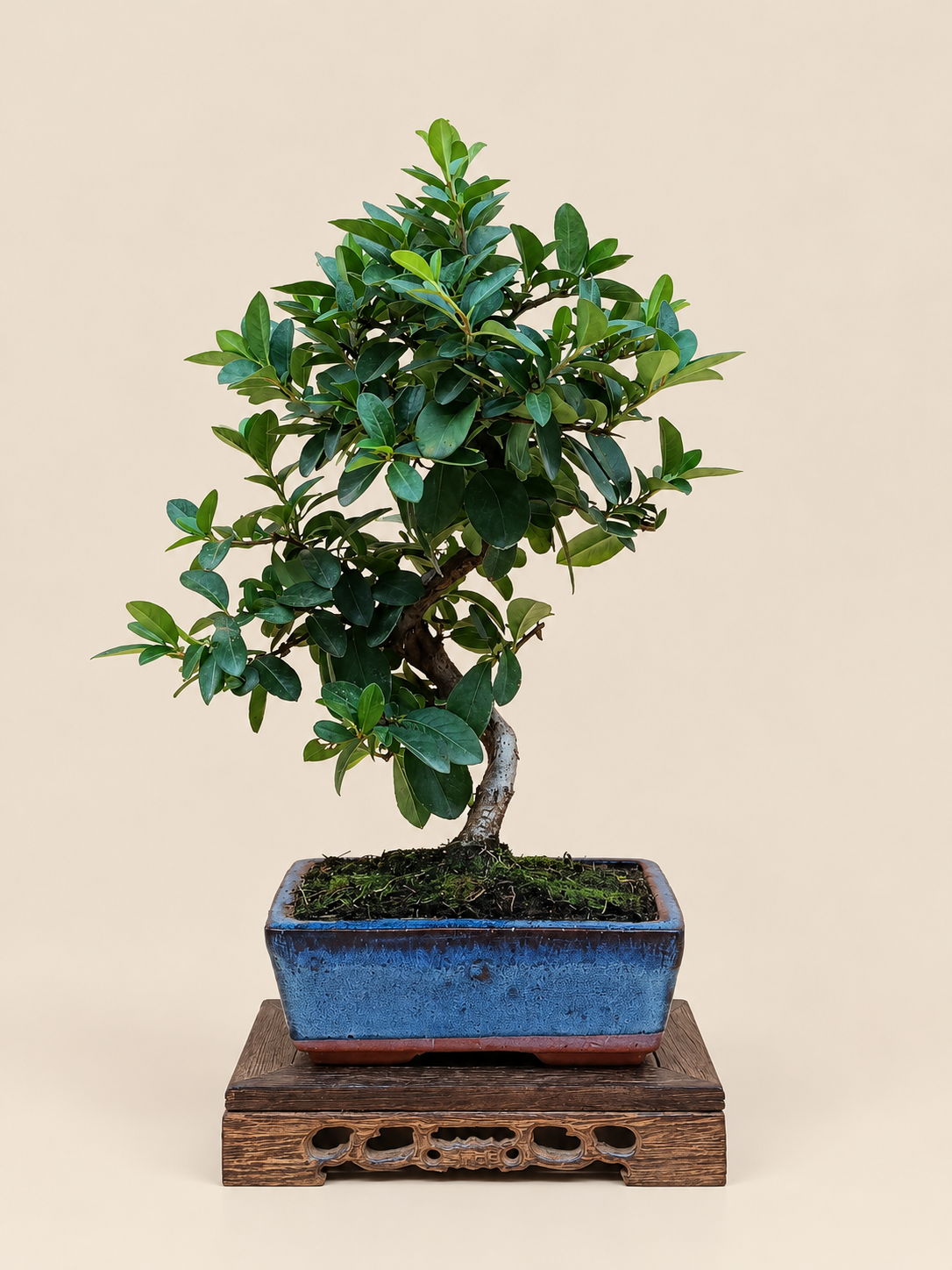 Pyracantha coccinea – 7 éves tűztövis bonsai