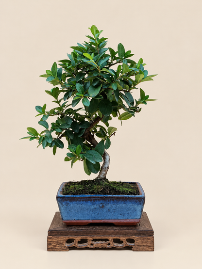 Pyracantha coccinea – 7 éves tűztövis bonsai