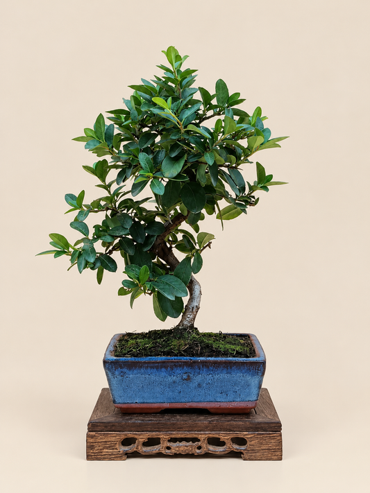 Pyracantha coccinea – 7 éves tűztövis bonsai