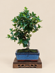 Pyracantha coccinea – 7 éves tűztövis bonsai