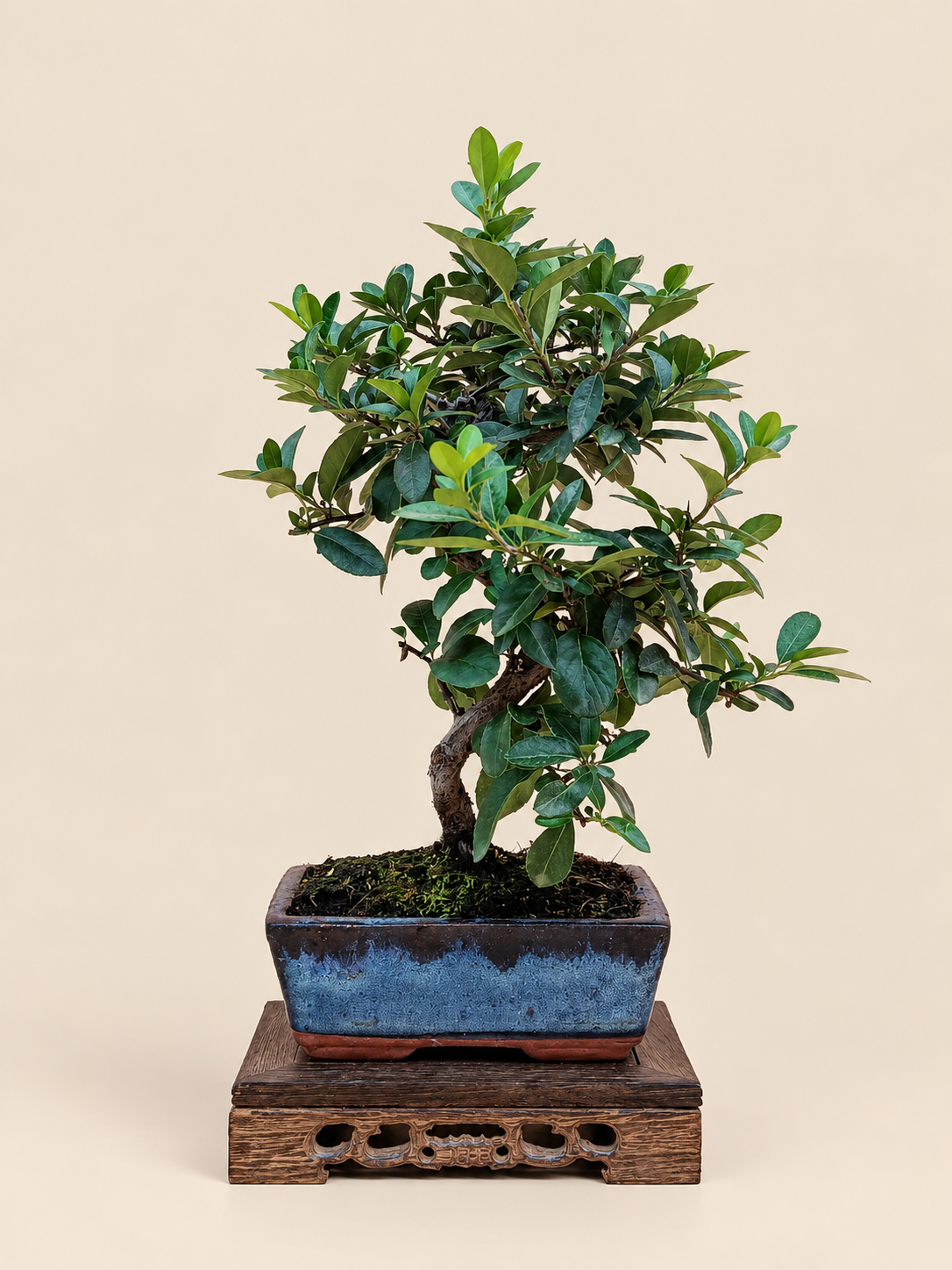 Pyracantha coccinea – 7 éves tűztövis bonsai