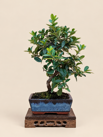 Pyracantha coccinea – 7 éves tűztövis bonsai