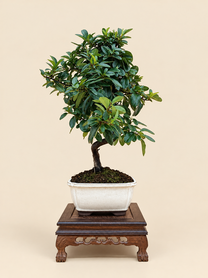 Pyracantha coccinea – 7 éves tűztövis bonsai