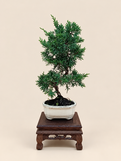 Juniperus chinensis 'Kyushu' - 7 éves fiatal kínai boróka bonsai