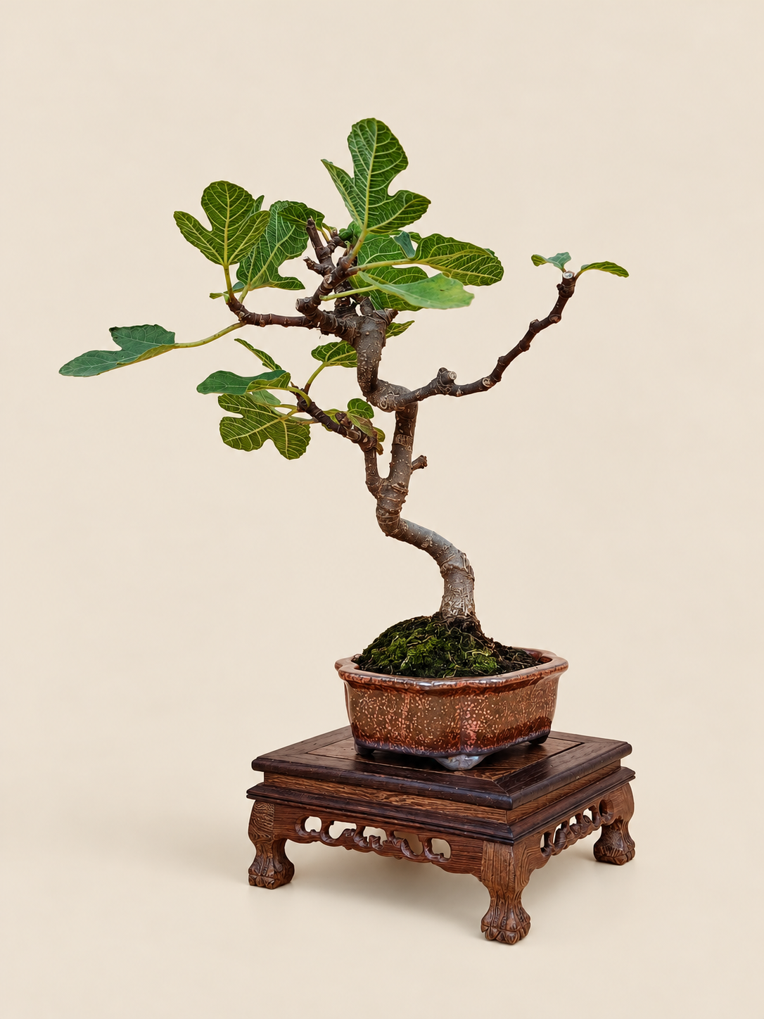 Ficus carica – 7 éves füge bonsai