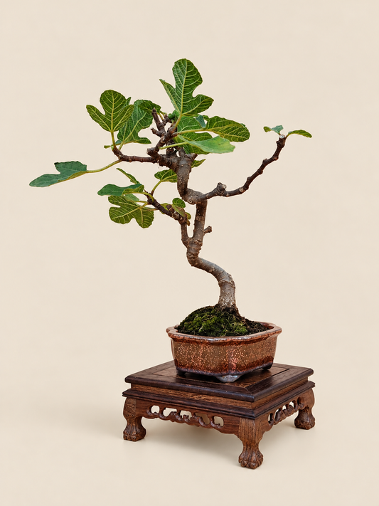 Ficus carica – 7 éves füge bonsai
