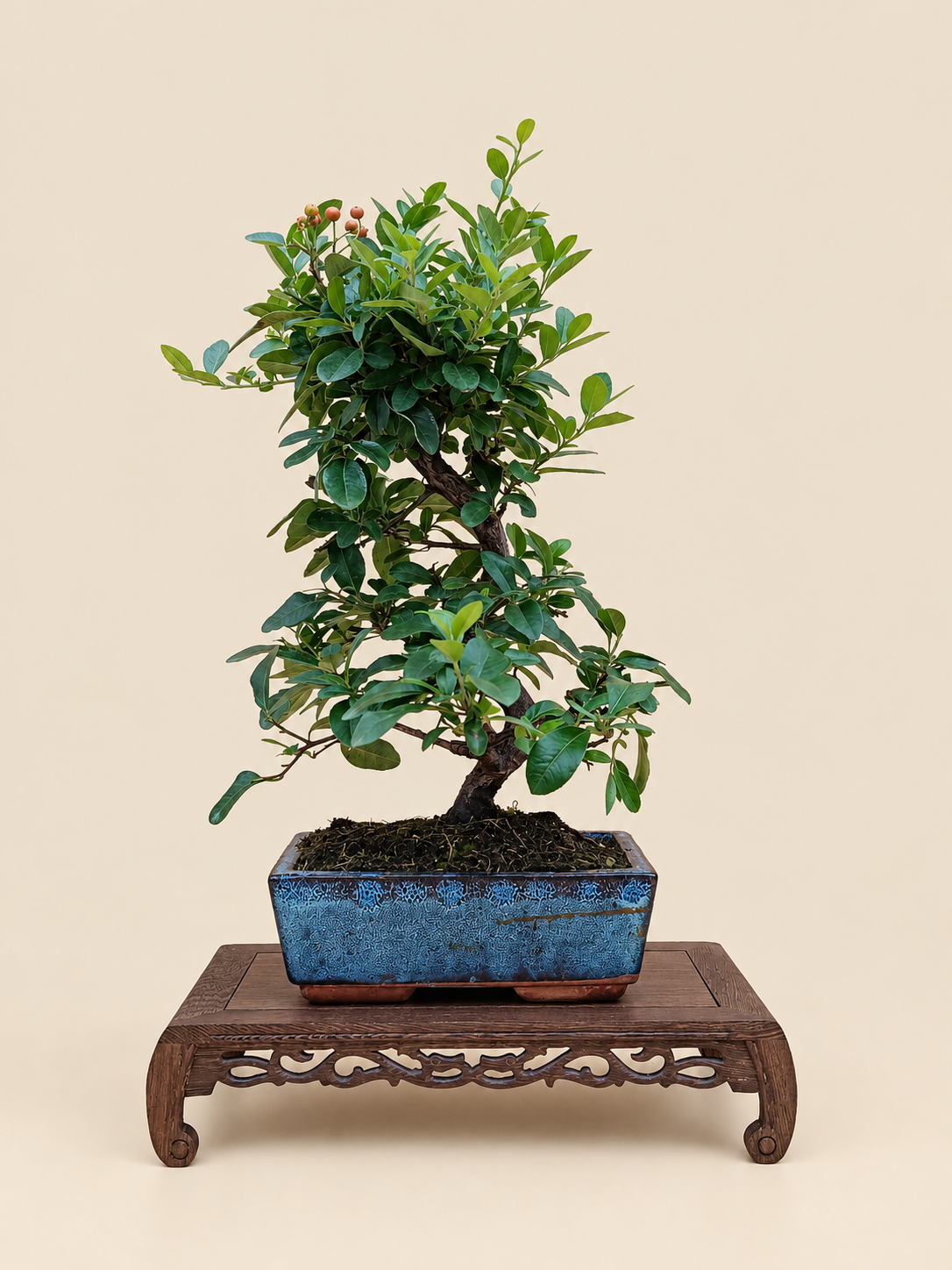 Pyracantha coccinea – 8 éves tűztövis bonsai
