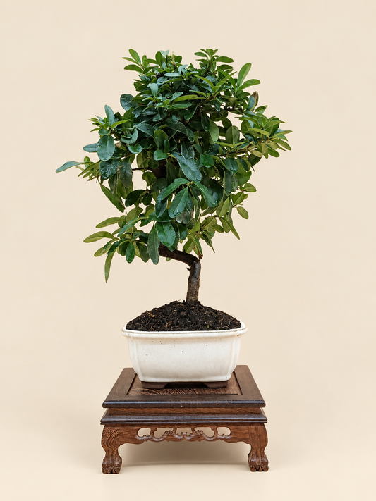 Pyracantha coccinea – 7 éves tűztövis bonsai