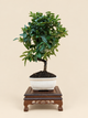 Pyracantha coccinea – 7 éves tűztövis bonsai