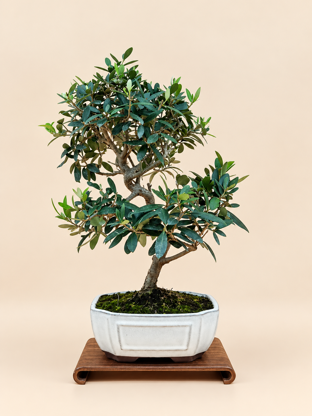 Olea europaea – 9 éves olajfa bonsai