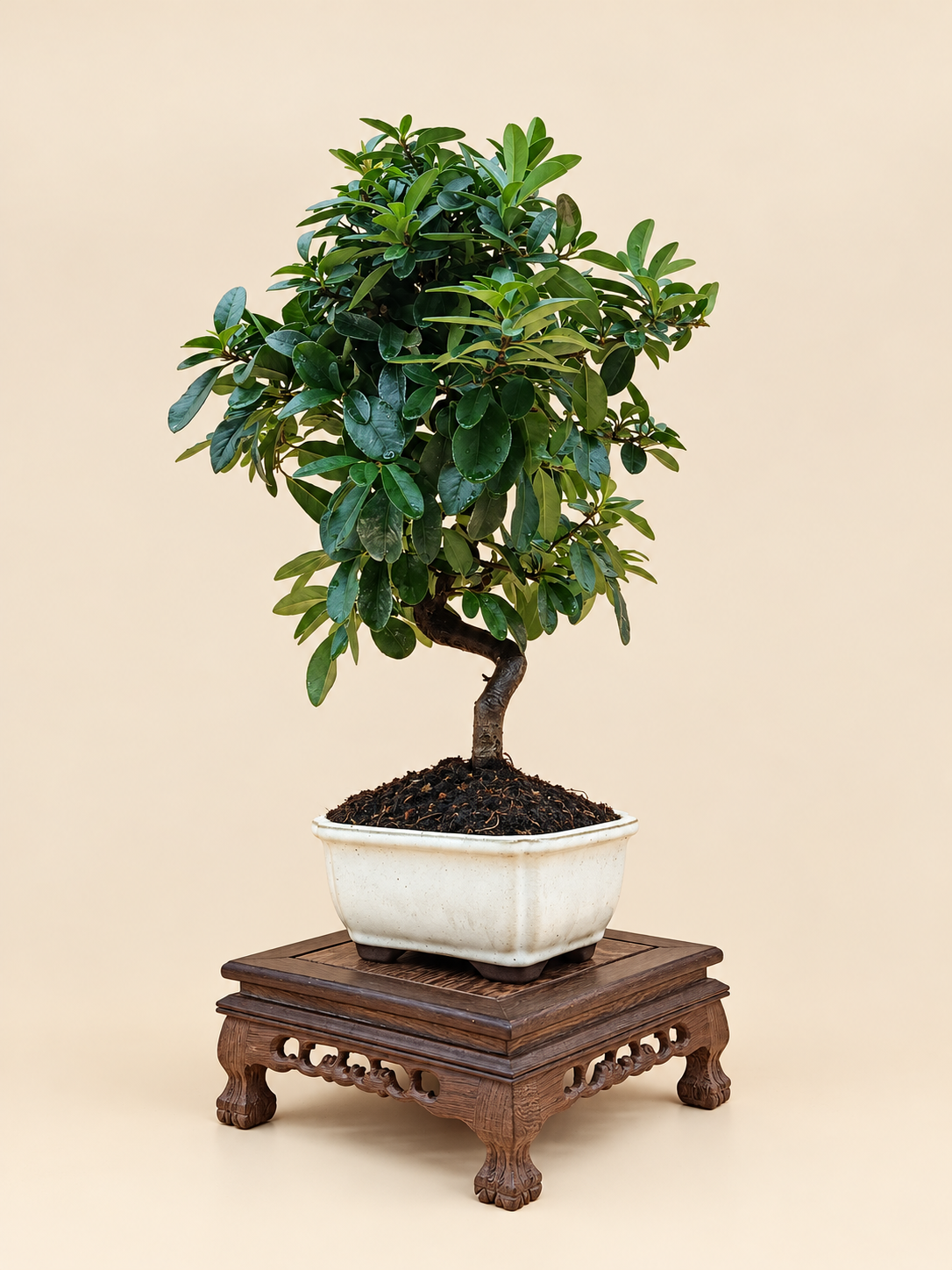 Pyracantha coccinea – 7 éves tűztövis bonsai