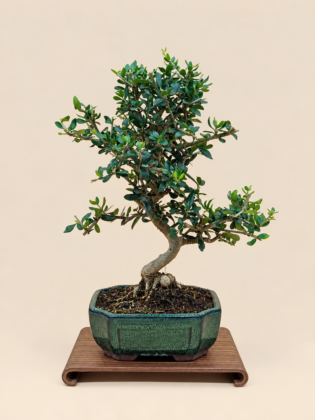Olea europaea sylvestris – 9 éves vadolajfa bonsai