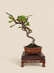 Ficus carica – 7 éves füge bonsai