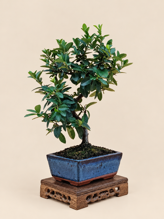Pyracantha coccinea – 7 éves tűztövis bonsai