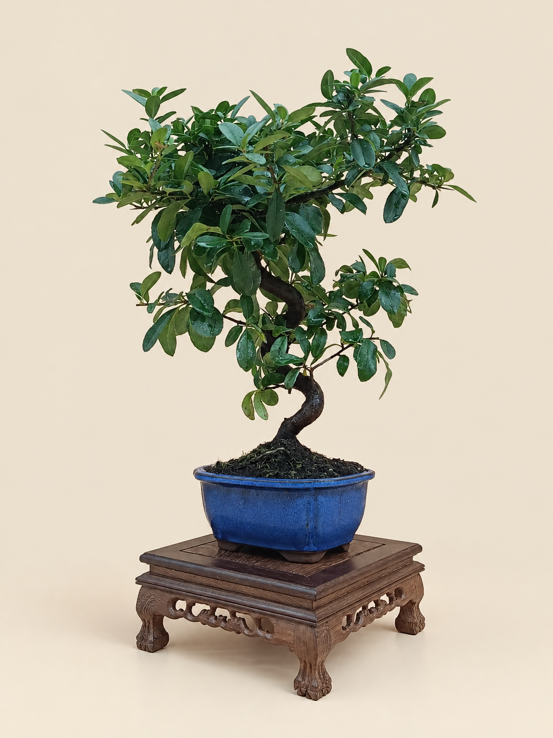 Pyracantha coccinea – 7 éves tűztövis bonsai