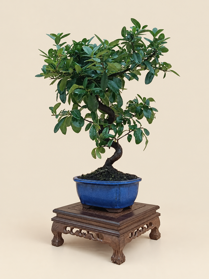 Pyracantha coccinea – 7 éves tűztövis bonsai
