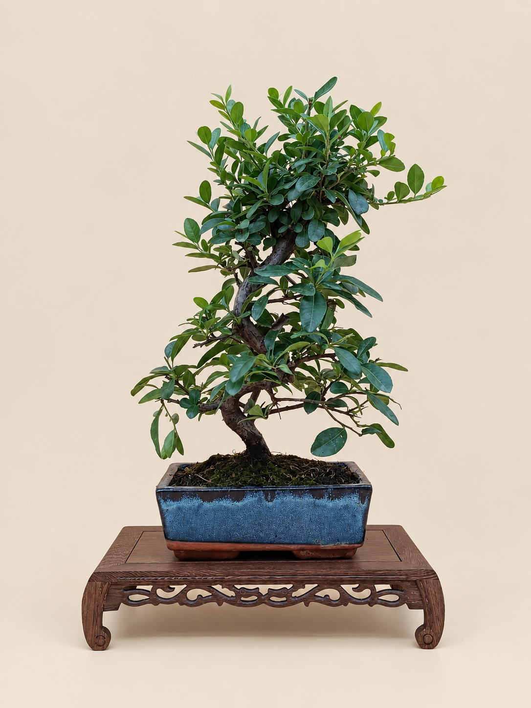 Pyracantha coccinea – 8 éves tűztövis bonsai