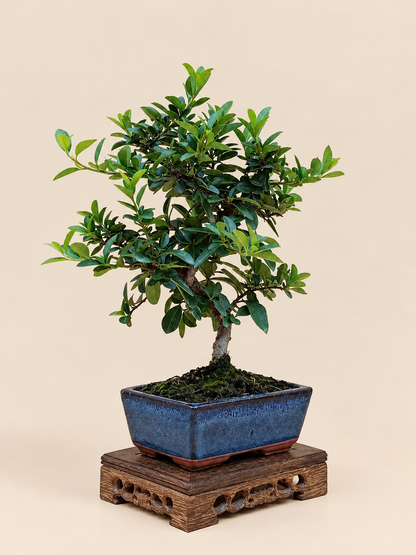 Pyracantha coccinea – 7 éves tűztövis bonsai