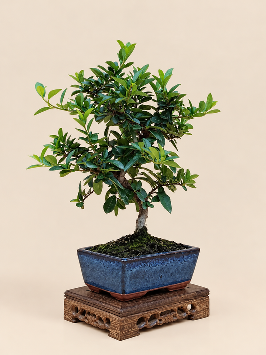 Pyracantha coccinea – 7 éves tűztövis bonsai