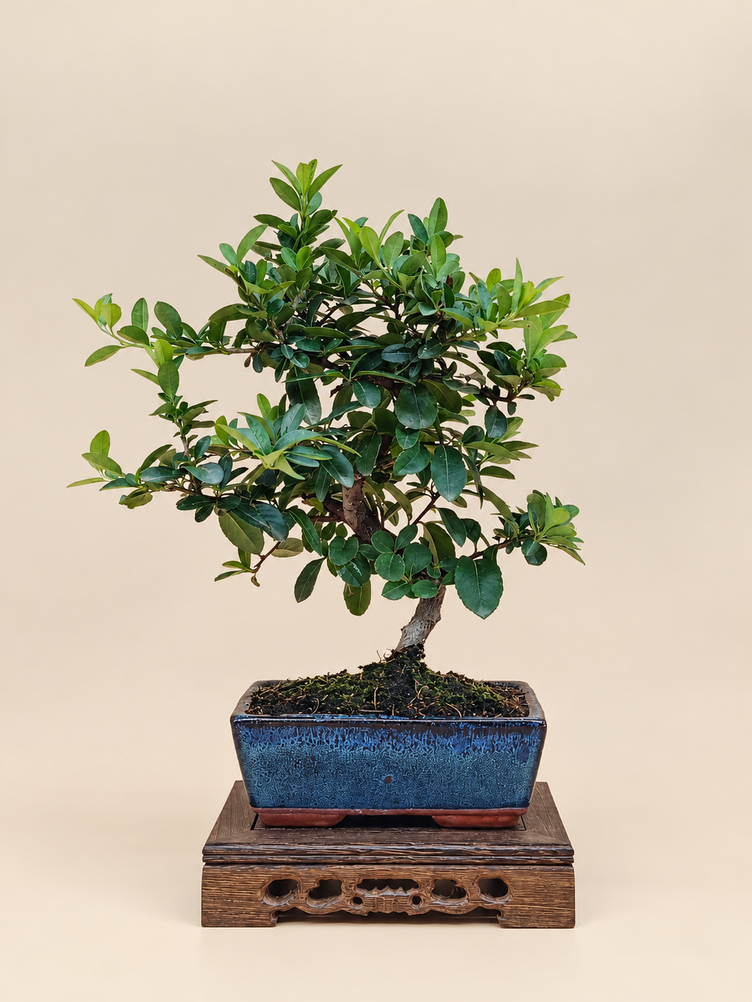 Pyracantha coccinea – 7 éves tűztövis bonsai