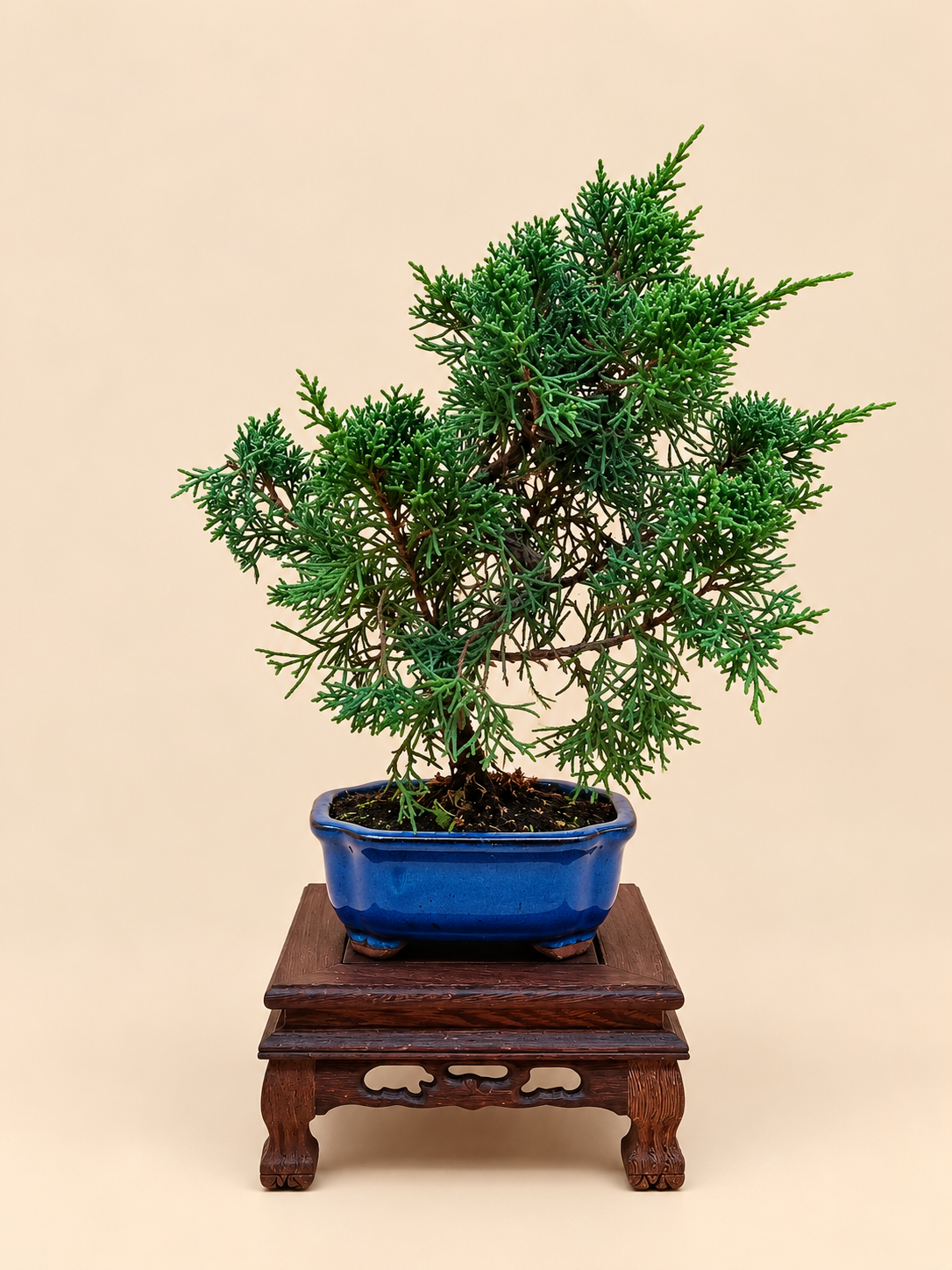 Juniperus chinensis 'Kyushu' - 7 éves fiatal kínai boróka bonsai