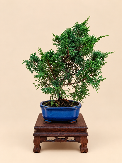 Juniperus chinensis 'Kyushu' - 7 éves fiatal kínai boróka bonsai