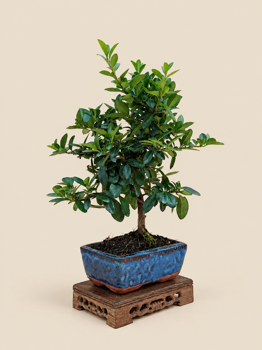 Pyracantha coccinea – 7 éves tűztövis bonsai