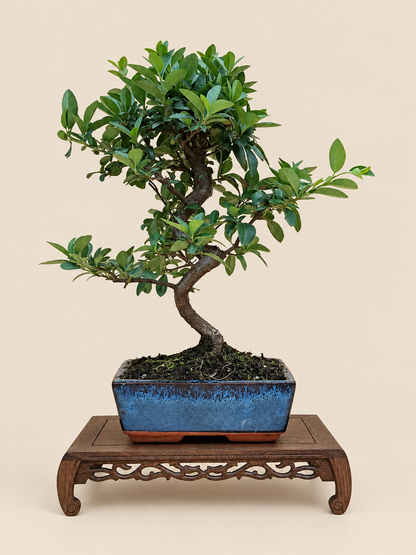 Pyracantha coccinea – 8 éves tűztövis bonsai