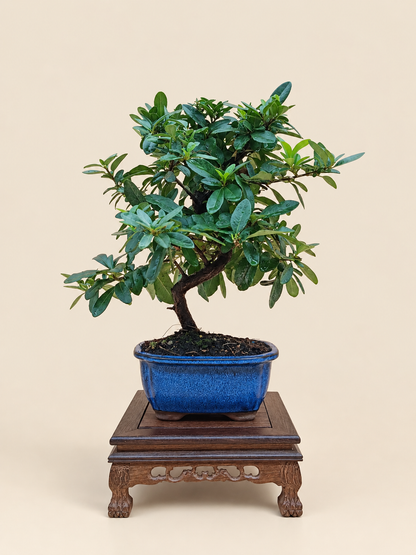 Pyracantha coccinea – 7 éves tűztövis bonsai