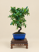 Pyracantha coccinea – 7 éves tűztövis bonsai