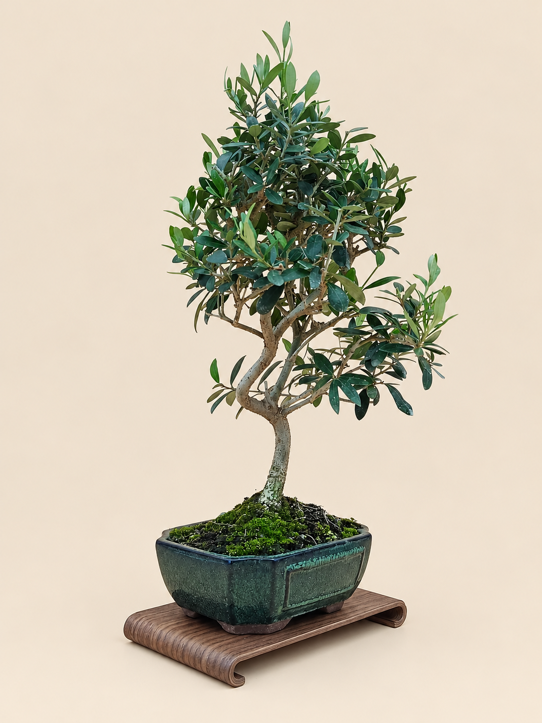 Olea europaea – 9 éves olajfa bonsai