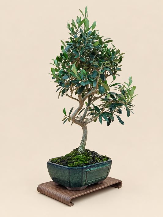 Olea europaea – 9 éves olajfa bonsai