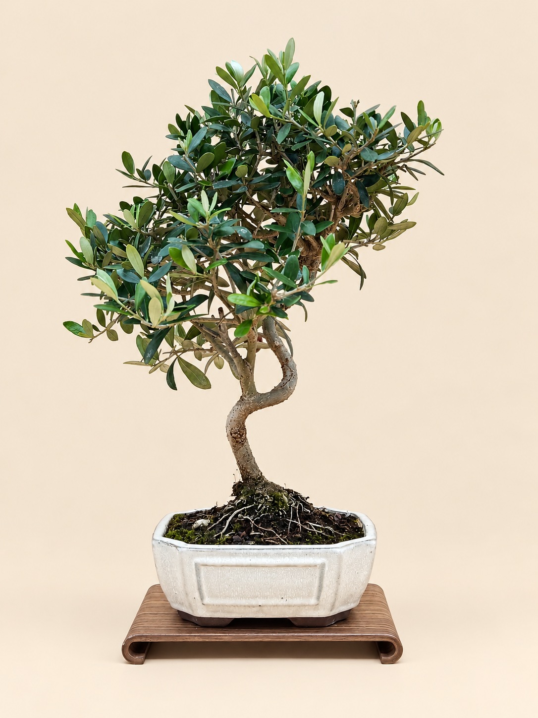 Olea europaea – 9 éves olajfa bonsai