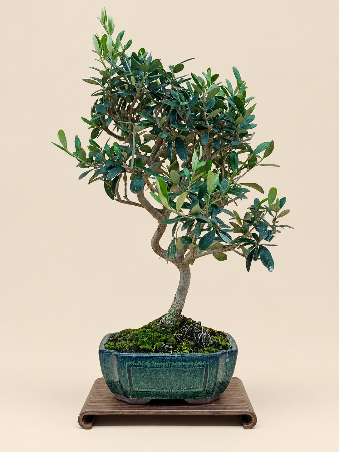 Olea europaea – 9 éves olajfa bonsai
