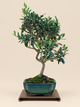 Olea europaea – 9 éves olajfa bonsai