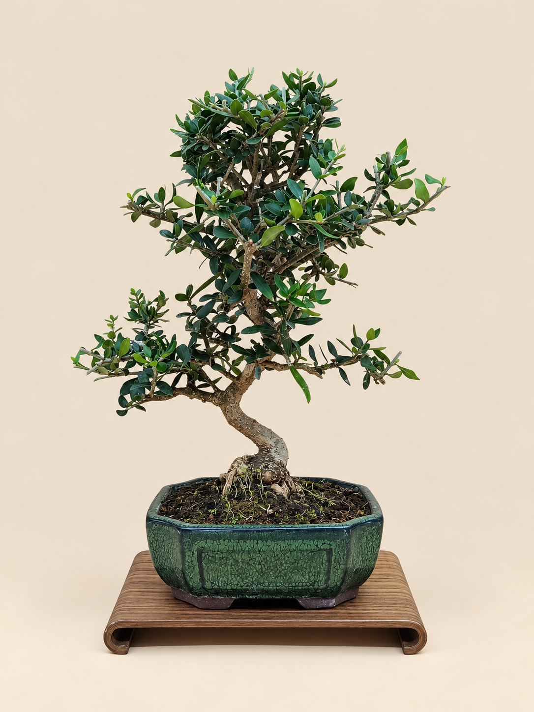 Olea europaea sylvestris – 9 éves vadolajfa bonsai