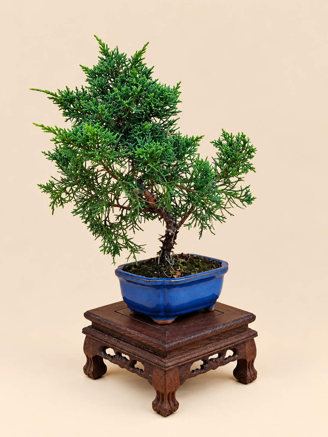 Juniperus chinensis 'Kyushu' - 7 éves fiatal kínai boróka bonsai