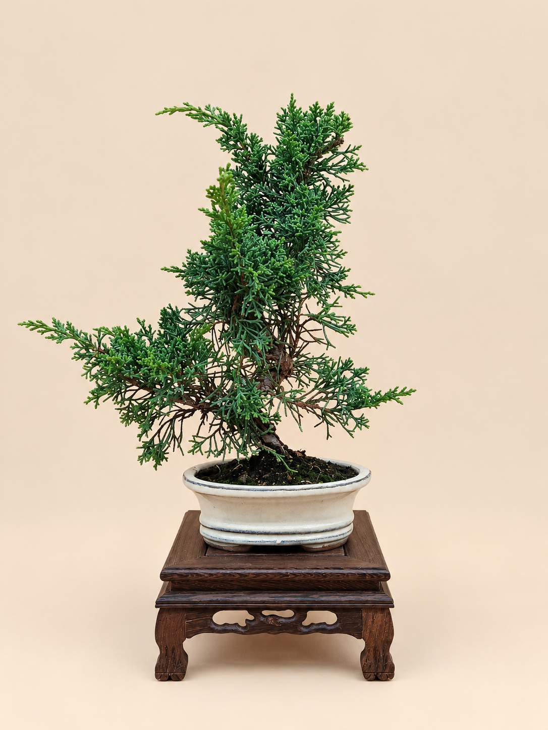 Juniperus chinensis 'Kyushu' - 7 éves fiatal kínai boróka bonsai